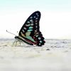 black and blue Butterfly and beach paint by numbers