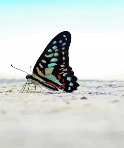 black and blue Butterfly and beach paint by numbers
