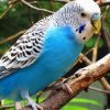 Blue Australian Bird paint by numbers