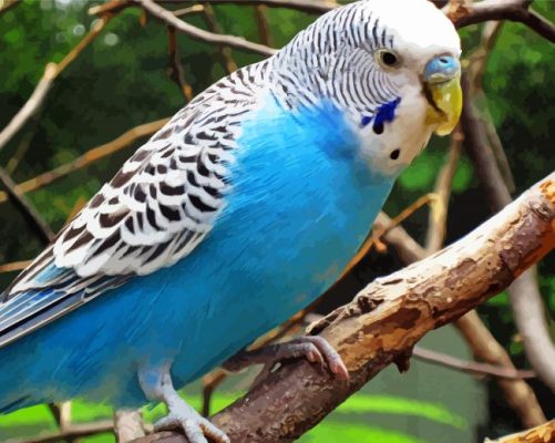 Blue Australian Bird paint by numbers