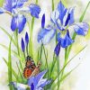 Blue Iris And Butterfly paint by numbers