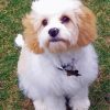 Cavachon Dog paint by numbers