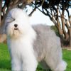 Old English Sheepdog paint by numbers