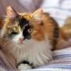 Cute Calico Cat paint by number