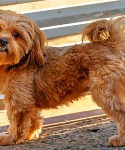 cute shihpoo dog paint by number