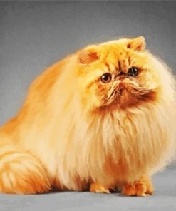 Fluffy Persian Cat paint by number
