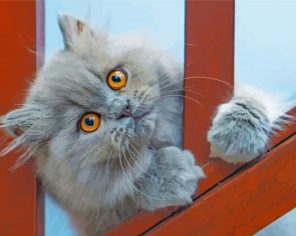 Grey Persian Cat paint by number