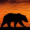 Grizzly Bear Silhouette Sunset paint by numbers