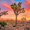 Joshua Tree National Park paint by numbers