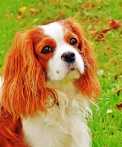King Charles Cavalier Dog paint by number