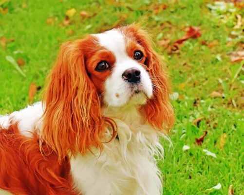 King Charles Cavalier Dog paint by number