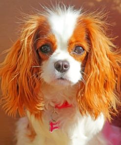 King Charles Cavalier paint by numbers