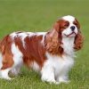 King Charles Spaniel paint by numbers