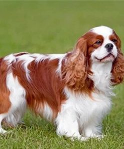 Cavalier King Charles Paint by number - Numeral Paint Kit