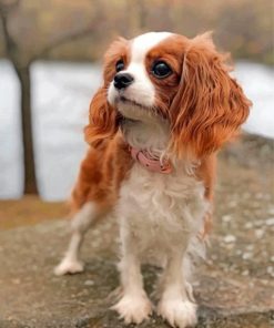 King Charles Spaniel Puppy paint by numbers