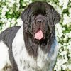 Newfoundland Dog Animal paint by numbers