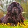 Newfoundland Dog paint by numbers