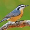 Nuthatch Bird Animal Paint by numbers