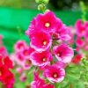 Blooming Pink Hollyhocks paint by numbers
