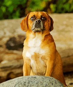 Puggle Dogpaint by numbers