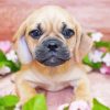 Puggle Puppy Paint by numbers