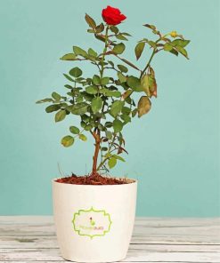 Rose Tree Paint by numbers