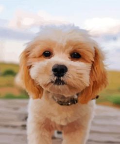 shihpoo dog paint by numbers