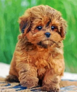 shihpoo puppy paint by numbers
