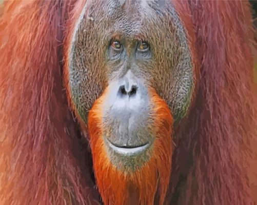 Smiling Orangutan paint by numbers