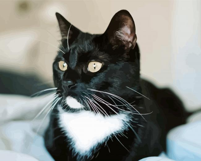 Tuxedo Cat Pet - Paint By Number - Numeral Paint