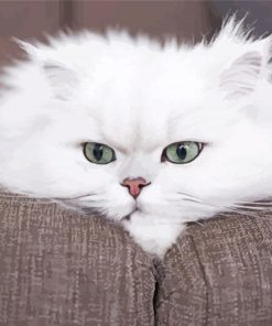 White Persian Cat paint by number