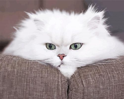 White Persian Cat paint by number