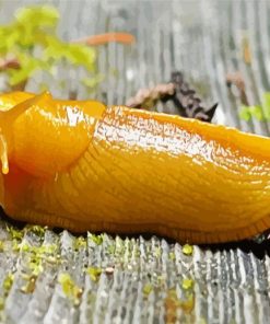 Banana slug paint by number