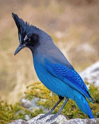 Black And Blue Steller s jay paint by number