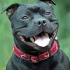 Black Staffordshire Bull Terrier Smiling paint by numbers