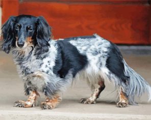 Black And White Long Haired Dachshund paint by numbers