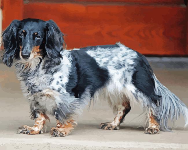 Black And White Long Haired Dachshund - Paint By Numbers - Numeral Paint