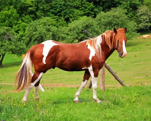 Brown Paint Horse Paint by numbers