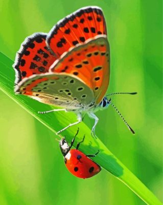 Butterfly And Ladybug paint by numbers