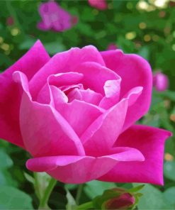 China rose flower paint by number