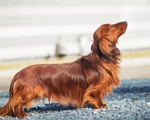 Dachshund Long Haired Dog Paint by numbers