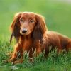 Dachshund Long Haired On Grass Paint by numbers