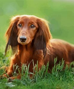 Dachshund Long Haired On Grass Paint by numbers
