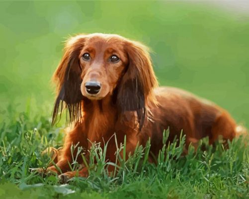 Dachshund Long Haired On Grass Paint by numbers