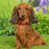 Dachshund Long Haired Paint by numbers