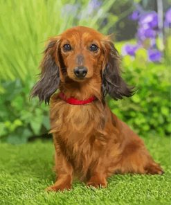 Dachshund Long Haired Paint by numbers