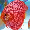 Discus fish paint by number