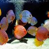 Discus fishes in the aquarium paint by numbers