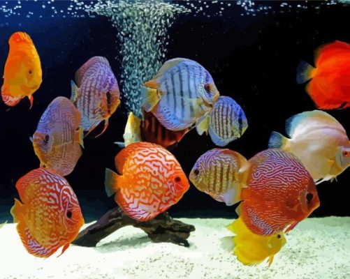 Discus fishes in the aquarium paint by numbers