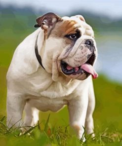 English Bulldog Paint By Number
